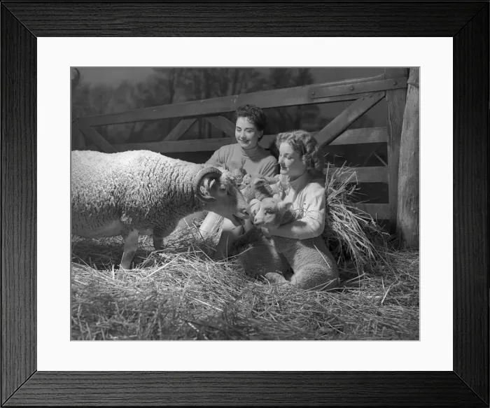 Framed Print : Shirley Lorimes snd Pauline Olsen seen here with spring lambs Framed Print : Shirley Lorimes snd Pauline Olsen seen here with spring lambs