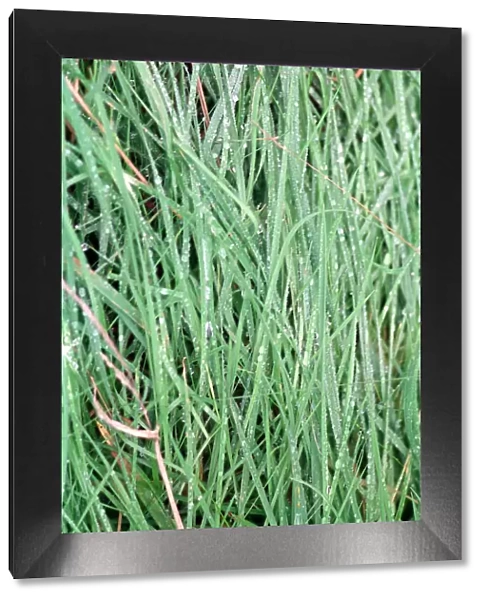 Green Grass with rain