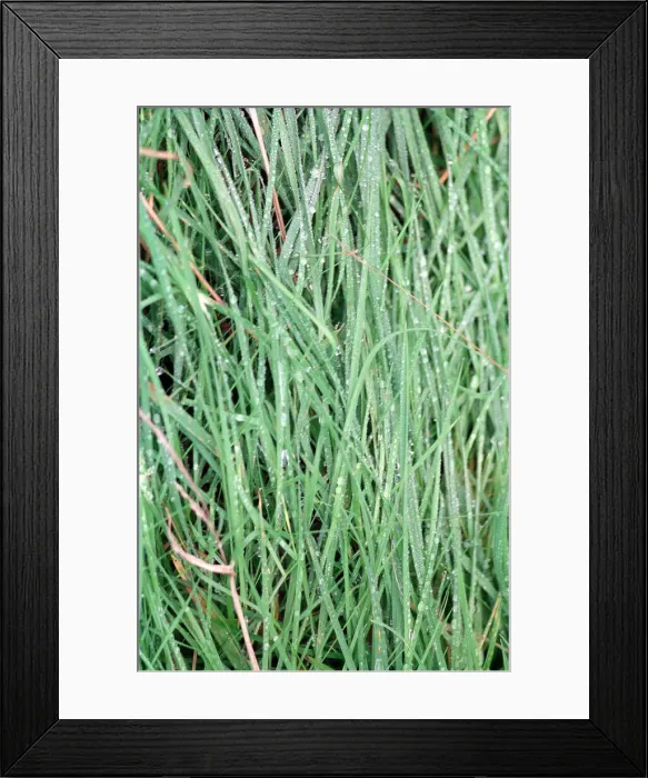 Framed Print : Green Grass with rain Framed Print : Green Grass with rain