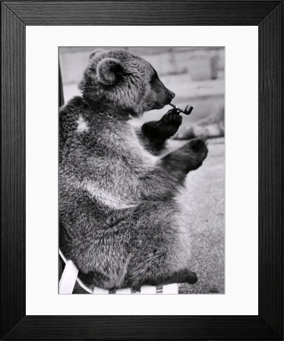Framed Print : Mishka the Brown Bear likes the good things in life. He likes to put his feet up Framed Print : Mishka the Brown Bear likes the good things in life. He likes to put his feet up