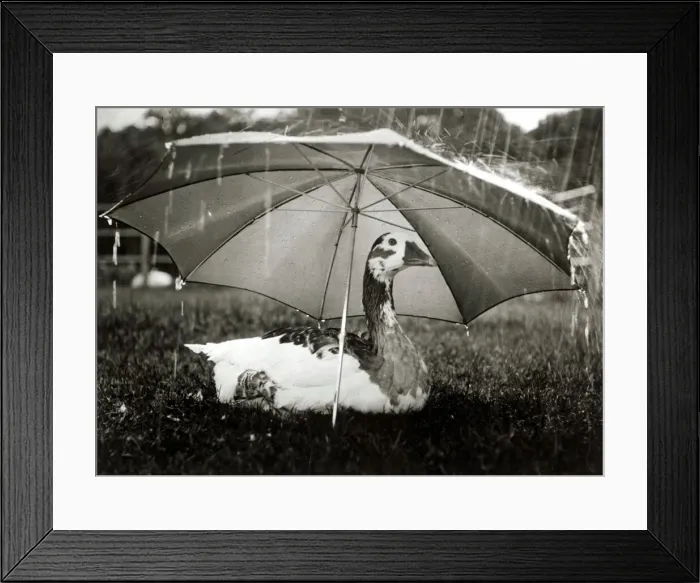 Framed Print : A goose takes cover from the heavy rainfall underneath an umbrella at an animal centre in Framed Print : A goose takes cover from the heavy rainfall underneath an umbrella at an animal centre in