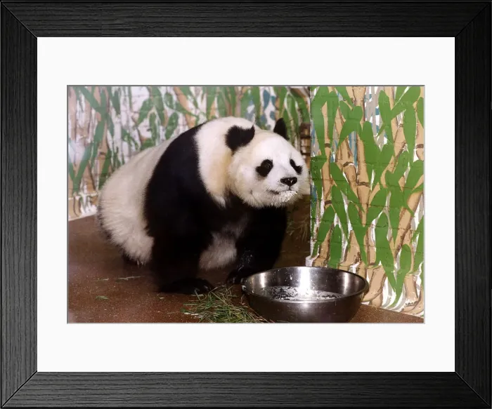 Framed Print : Pandas Ming Ming Framed Print : Pandas Ming Ming