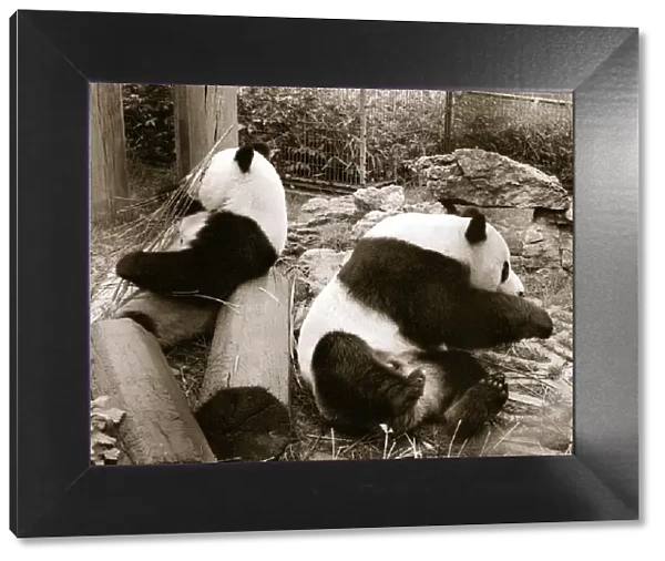 Pandas sitting on logs in their cage at the zoo. 21  /  04  /  1978