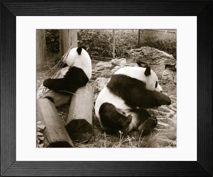 Framed Print : Pandas sitting on logs in their cage at the zoo. 21 / 04 / 1978 Framed Print : Pandas sitting on logs in their cage at the zoo. 21 / 04 / 1978