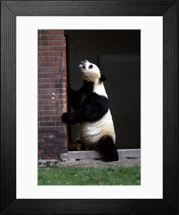 Framed Print : An-An the panda bear at London Zoo standing up against a wall September 1968 Framed Print : An-An the panda bear at London Zoo standing up against a wall September 1968