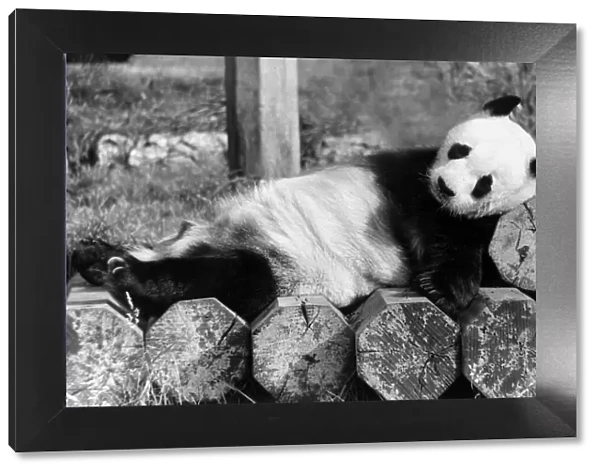 Giant panda An-An is in a sleepy mood at London Zoo. panda bear