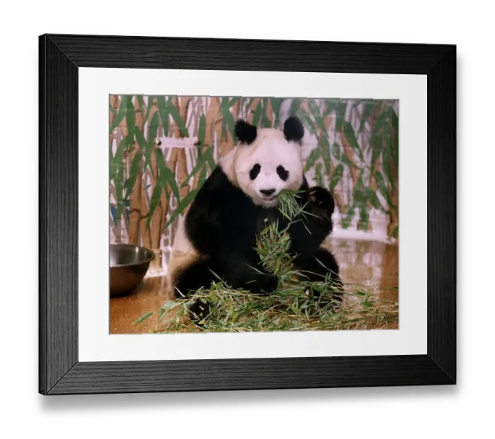 Framed Print : Animal Pandas Ming Ming
