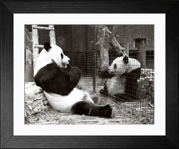 Framed Print : Ching Ching the Panda Bear - February 1980 with Chia Chia Framed Print : Ching Ching the Panda Bear - February 1980 with Chia Chia