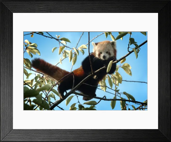 Framed Print : Escaped pandas from Birmingham Nature Centre. Tensing Framed Print : Escaped pandas from Birmingham Nature Centre. Tensing