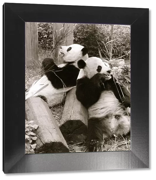 Cute Pandas playing on logs and eating bamboo in their cage at the zoo. 21  /  04  /  1978