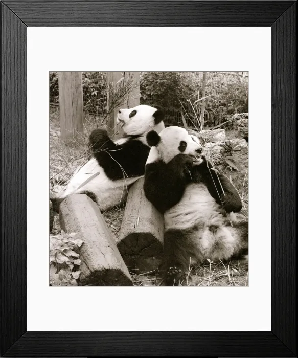Framed Print : Cute Pandas playing on logs and eating bamboo in their cage at the zoo. 21 / 04 / 1978 Framed Print : Cute Pandas playing on logs and eating bamboo in their cage at the zoo. 21 / 04 / 1978