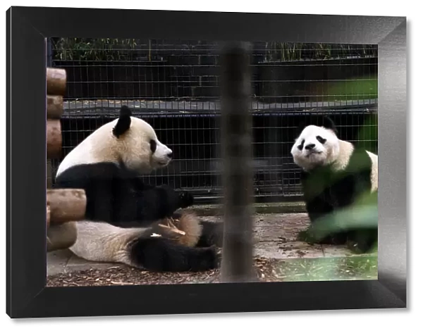 Pandas eating bamboo in their cage at the zoo. 21  /  04  /  1978