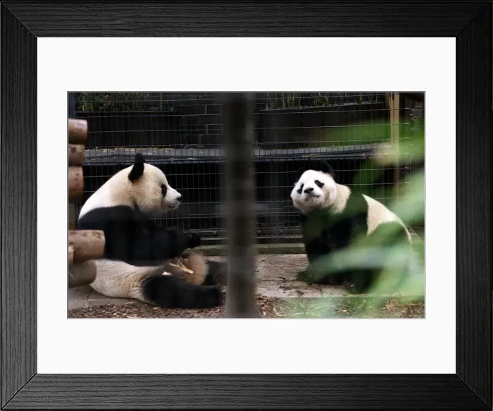 Framed Print : Pandas eating bamboo in their cage at the zoo. 21 / 04 / 1978 Framed Print : Pandas eating bamboo in their cage at the zoo. 21 / 04 / 1978
