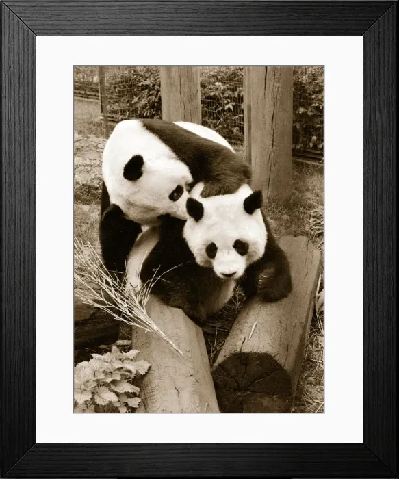 Framed Print : Cute Pandas playing on logs in their cage at the zoo. 21 / 04 / 1978 Framed Print : Cute Pandas playing on logs in their cage at the zoo. 21 / 04 / 1978