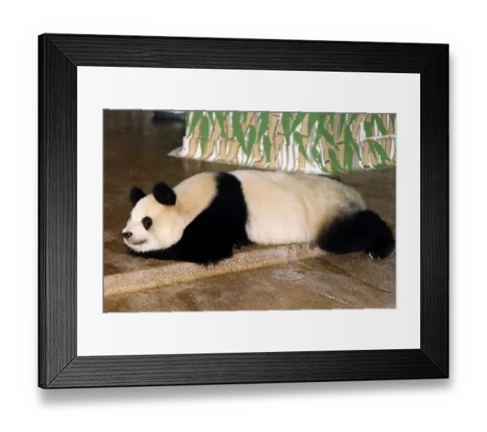 Framed Print : Animals Pandas in London Zoo