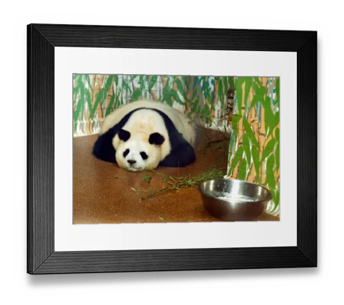 Framed Print : Panda bear Ming Ming from London Zoo is said to be pregnant. Bao Bao is the father