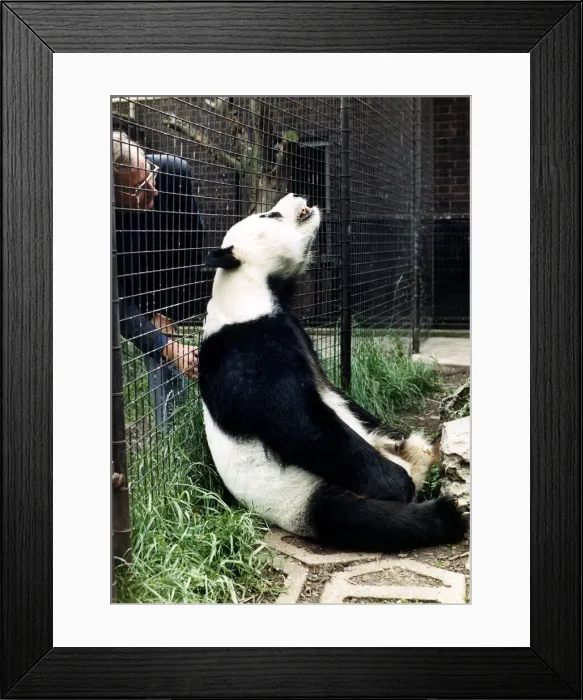 Framed Print : Pandas Chia Chia giant panda July 1988 Framed Print : Pandas Chia Chia giant panda July 1988