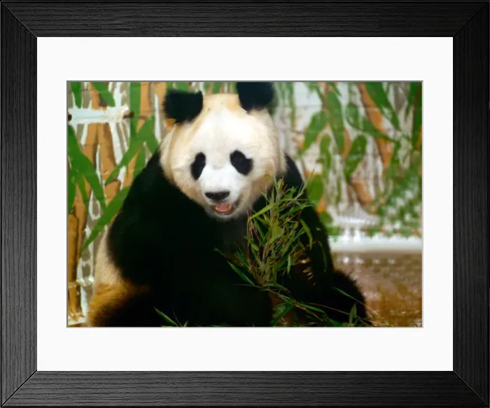Framed Print : Panda bear sitting and eating bamboo and London Zoo June 1993