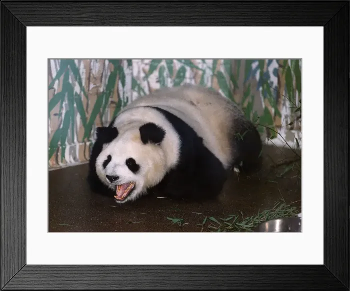 Framed Print : Animals Pandas Framed Print : Animals Pandas