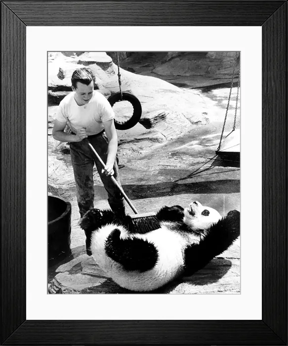 Framed Print : July 1978 Chi Chi the panda at London Zoo gets a scrub Framed Print : July 1978 Chi Chi the panda at London Zoo gets a scrub