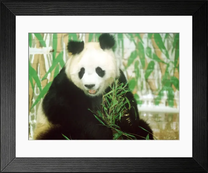 Framed Print : Animals Panda Bear June 1993 sitting Framed Print : Animals Panda Bear June 1993 sitting