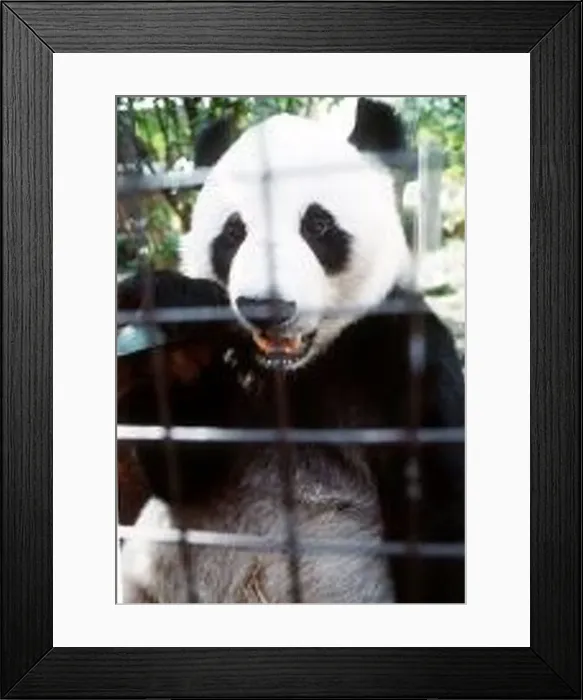  : Chia Chia the panda at London zoo who went on a long journey to Mexico to join new mate