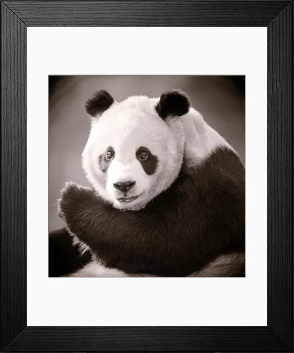 Framed Print : Panda Bear 23 / 03 / 1960 March 1960 Framed Print : Panda Bear 23 / 03 / 1960 March 1960