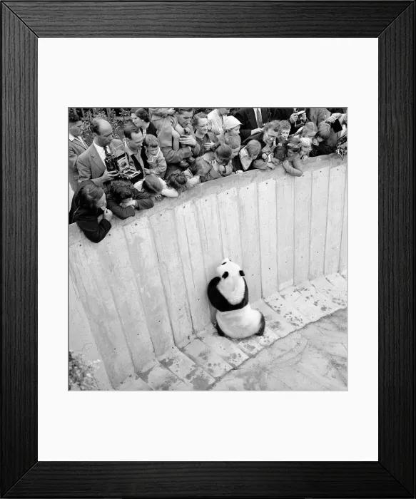Framed Print : Chia Chia the panda 1959 London Zoo chief attraction Chi-Chi Framed Print : Chia Chia the panda 1959 London Zoo chief attraction Chi-Chi
