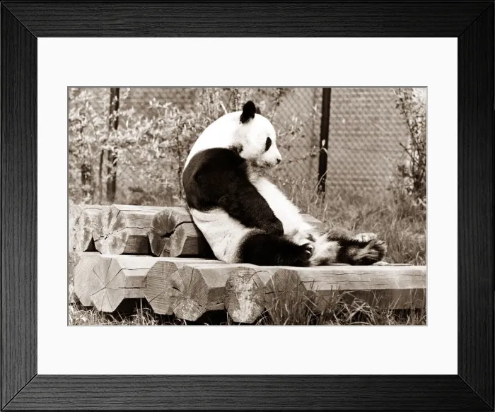 Framed Print : Panda sitting on a pile of logs in his cage at the zoo Framed Print : Panda sitting on a pile of logs in his cage at the zoo