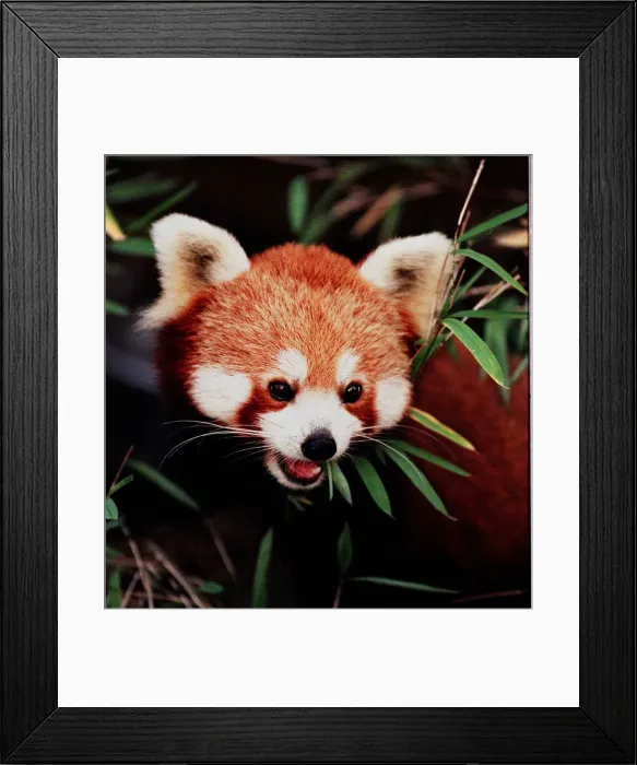 Framed Print : Rufus the rare Red Panda born at Edinburgh Zoo - November 1997 Framed Print : Rufus the rare Red Panda born at Edinburgh Zoo - November 1997
