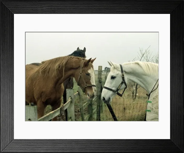 Framed Print : Retired racing legend Desert Orchid out in his field with his new filly Framed Print : Retired racing legend Desert Orchid out in his field with his new filly