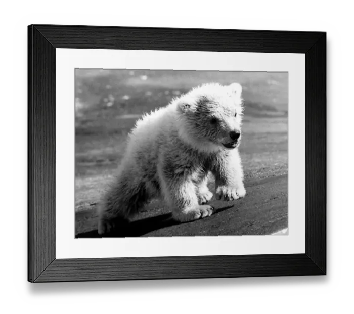 Framed Print : Animals Bears Polar. Little Dougan - or Miss Dougan - taken a first look at Dudley Zoo