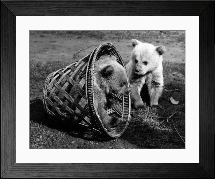 Framed Print : How to trap a couple of bouncing baby Syrian bears while you take their picture