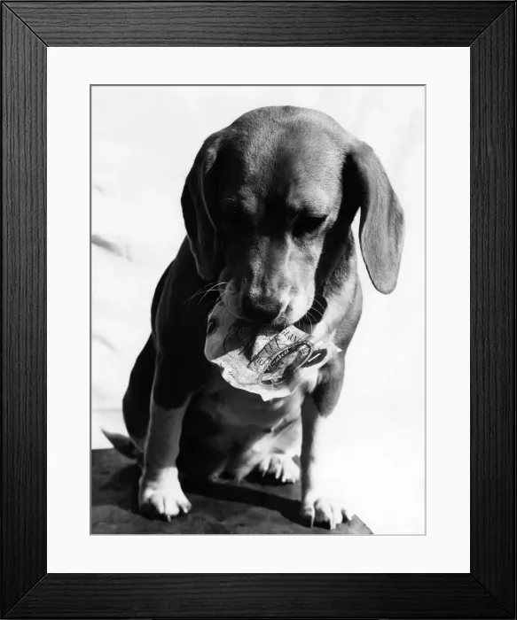 Framed Print : Animals Dogs Beagle Humour. October 1970 P000592