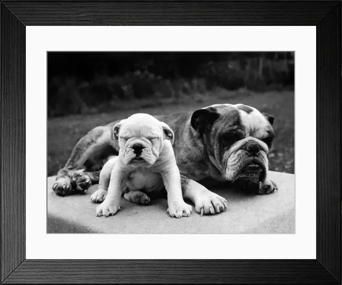Framed Print : Bulldog and Pup. February 1946 P000576
