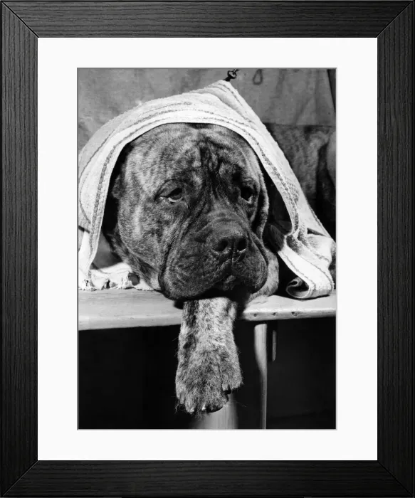 Framed Print : Animals Dogs I m a tough bull mastiff. One look at me