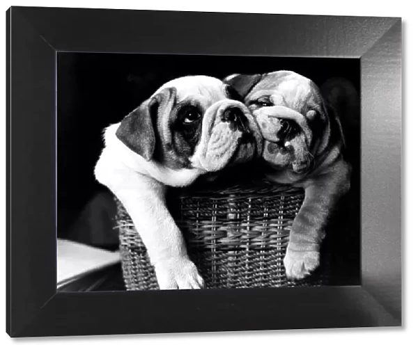 Animals-Dogs-Bulldogs. The two bulldog pups called Prince Charles and Lady Diana