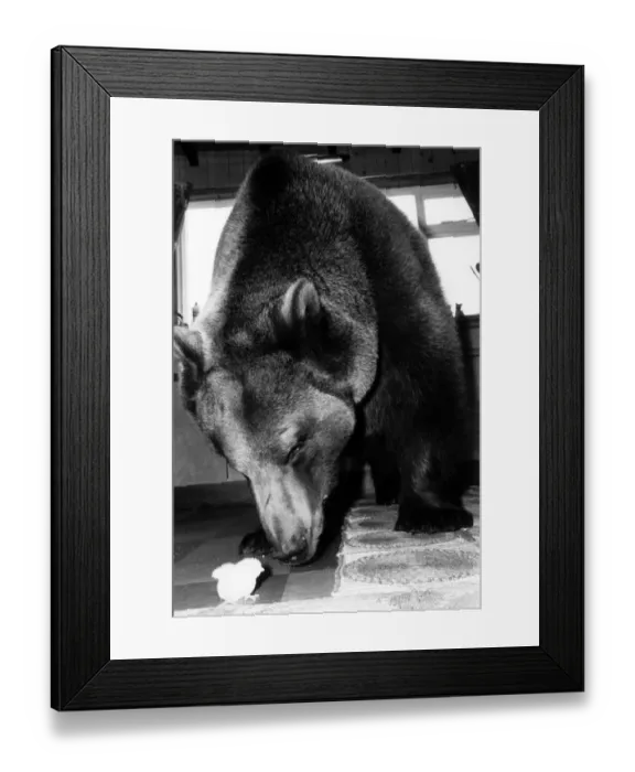 Framed Print : Animals - Bears. Gentle Hercules approaches the tiny chick with affectionate caution Framed Print : Animals - Bears. Gentle Hercules approaches the tiny chick with affectionate caution