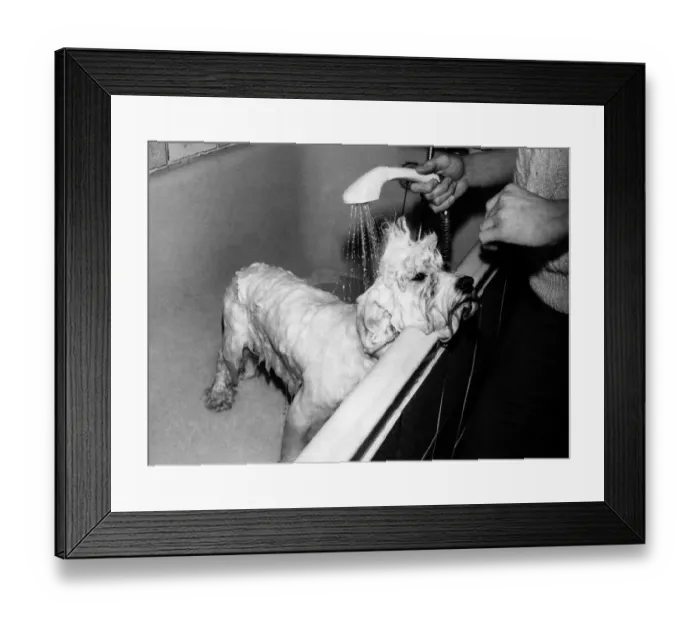 Framed Print : Animals Dogs. Lifes no joke for Persan Make Mine Mink (or Mr Spud) when there Framed Print : Animals Dogs. Lifes no joke for Persan Make Mine Mink (or Mr Spud) when there