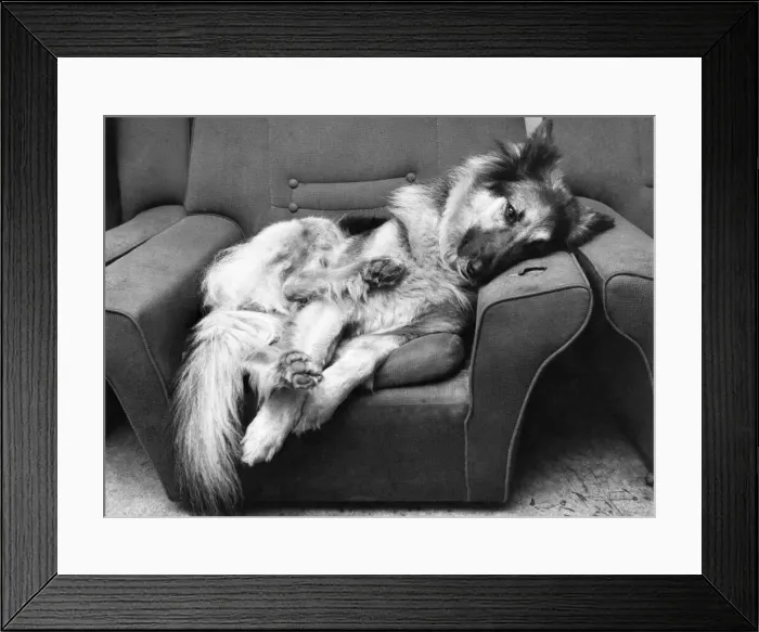 Framed Print : Betty the Alsatian no longer has to remain alert every moment of the day -- she