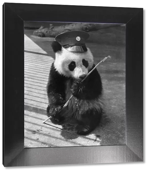 Animals - Panda. May 1946 P000606
