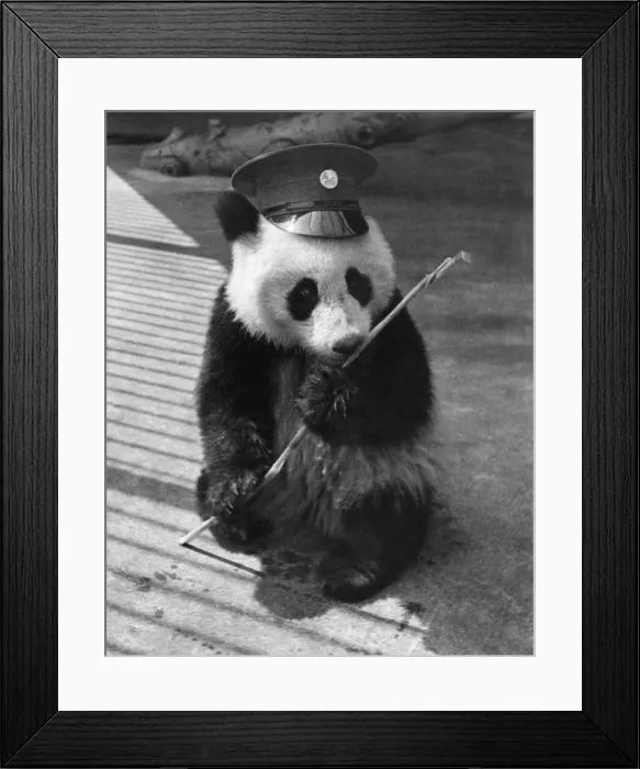 Framed Print : Animals - Panda. May 1946 P000606 Framed Print : Animals - Panda. May 1946 P000606