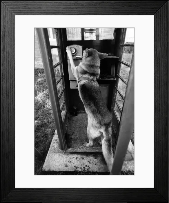 Framed Print : Animals - Dogs - Alsatians : Humour. December 1974 P000598 Framed Print : Animals - Dogs - Alsatians : Humour. December 1974 P000598