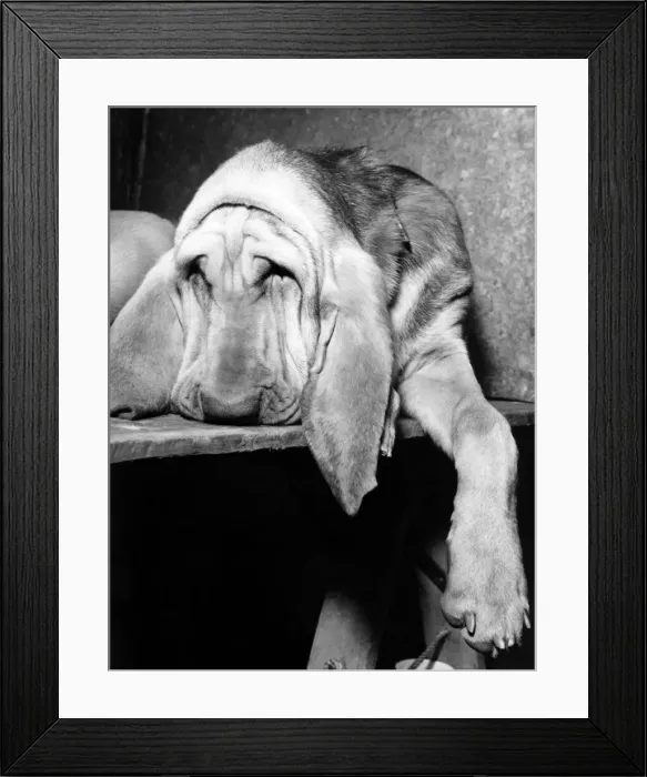 Framed Print : Animals Dogs Bloodhound. November 1964 P000589