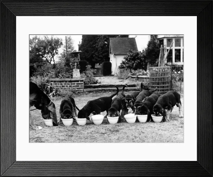 Framed Print : Animals - Dogs - Bloodhound. October 1947 P000586 Framed Print : Animals - Dogs - Bloodhound. October 1947 P000586