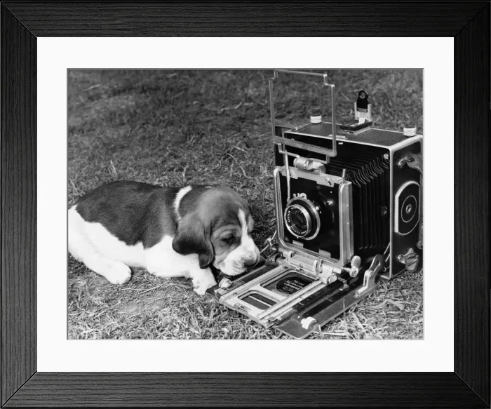 Framed Print : Animals Dogs One of the beagle pups, very camera conscious, gets in line for a close-up