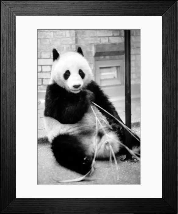 Framed Print : Bears: Cute: Panda s: Ching-Ching and Chia-Chia frolicking at London Zoo Framed Print : Bears: Cute: Panda s: Ching-Ching and Chia-Chia frolicking at London Zoo