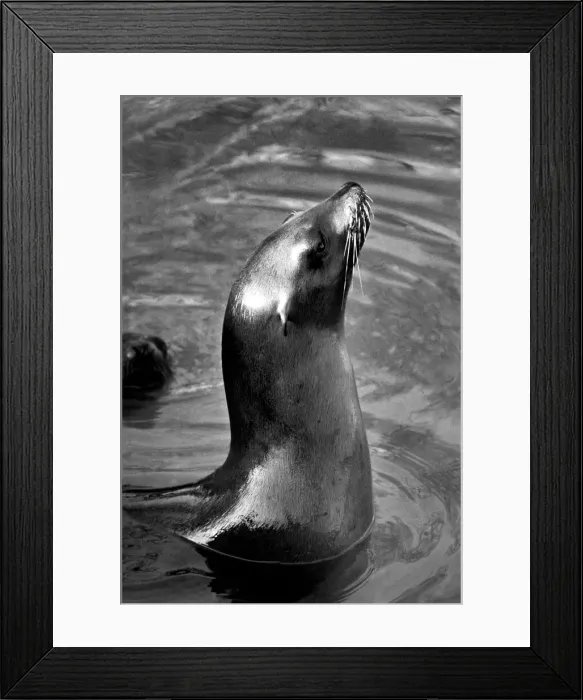 Framed Print : Animals: London Zoo: Sea Lion. January 1977 77-00026-007 Framed Print : Animals: London Zoo: Sea Lion. January 1977 77-00026-007