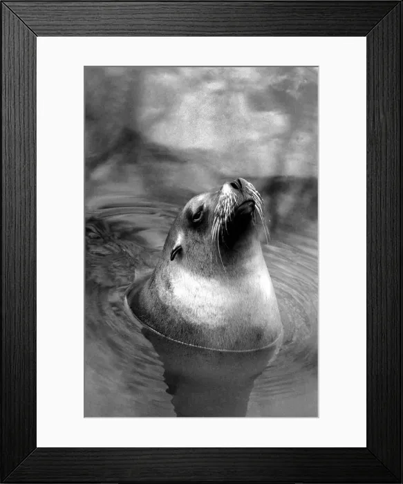 Framed Print : Animals: London Zoo: Sea Lion. January 1977 77-00026-008