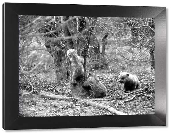 Whipsnade Zoo. Brown Bears. March 1975 75-01658-013